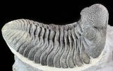 Top Quality, Bumpy Drotops Trilobite #50546-1